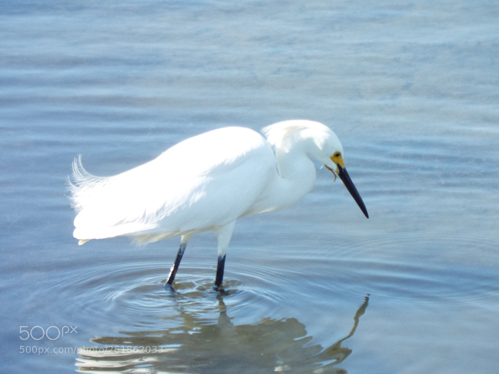 Fujifilm FinePix S9900W S9950W sample photo. Egret stalking photography