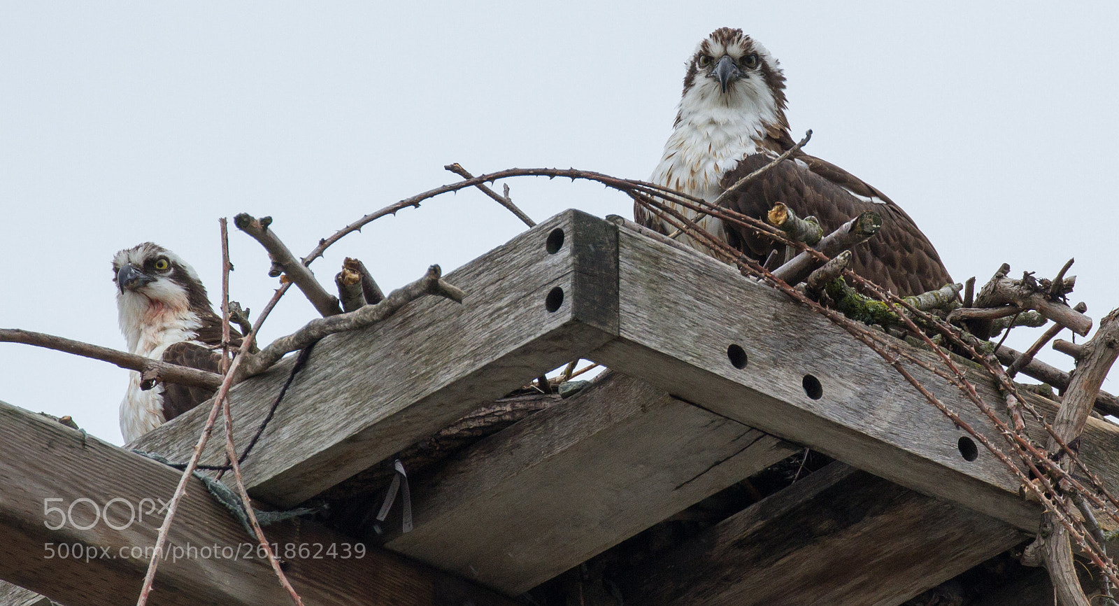 Canon EOS 7D sample photo. Osprey photography