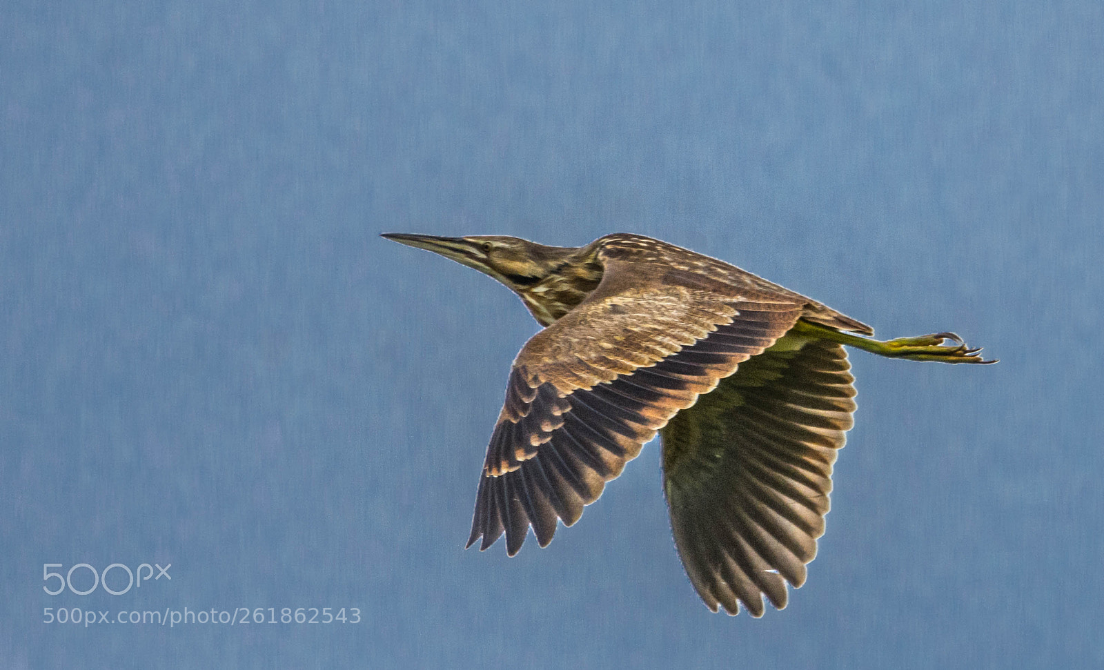 Nikon D7200 sample photo. Bittern photography
