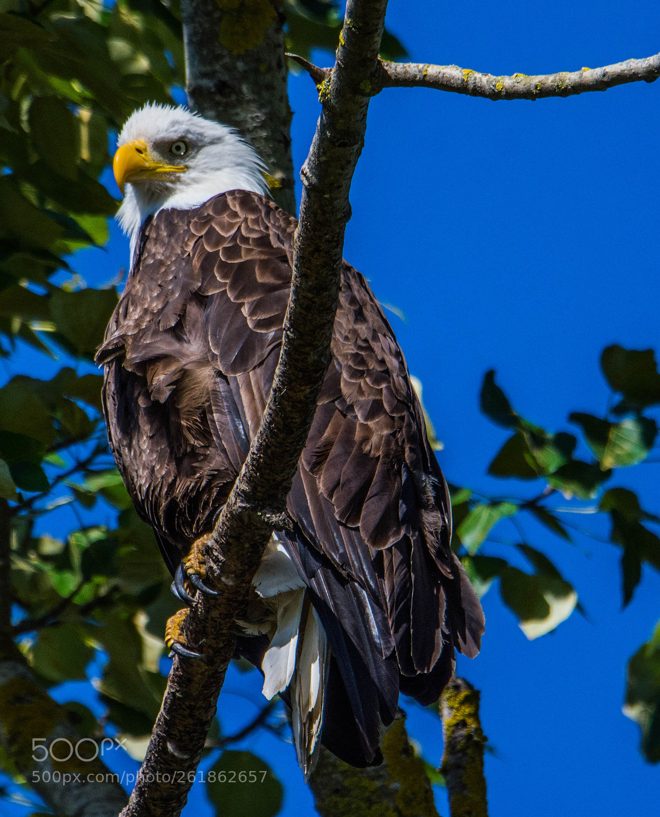 Nikon D7200 sample photo. Bald eagle chilliin photography