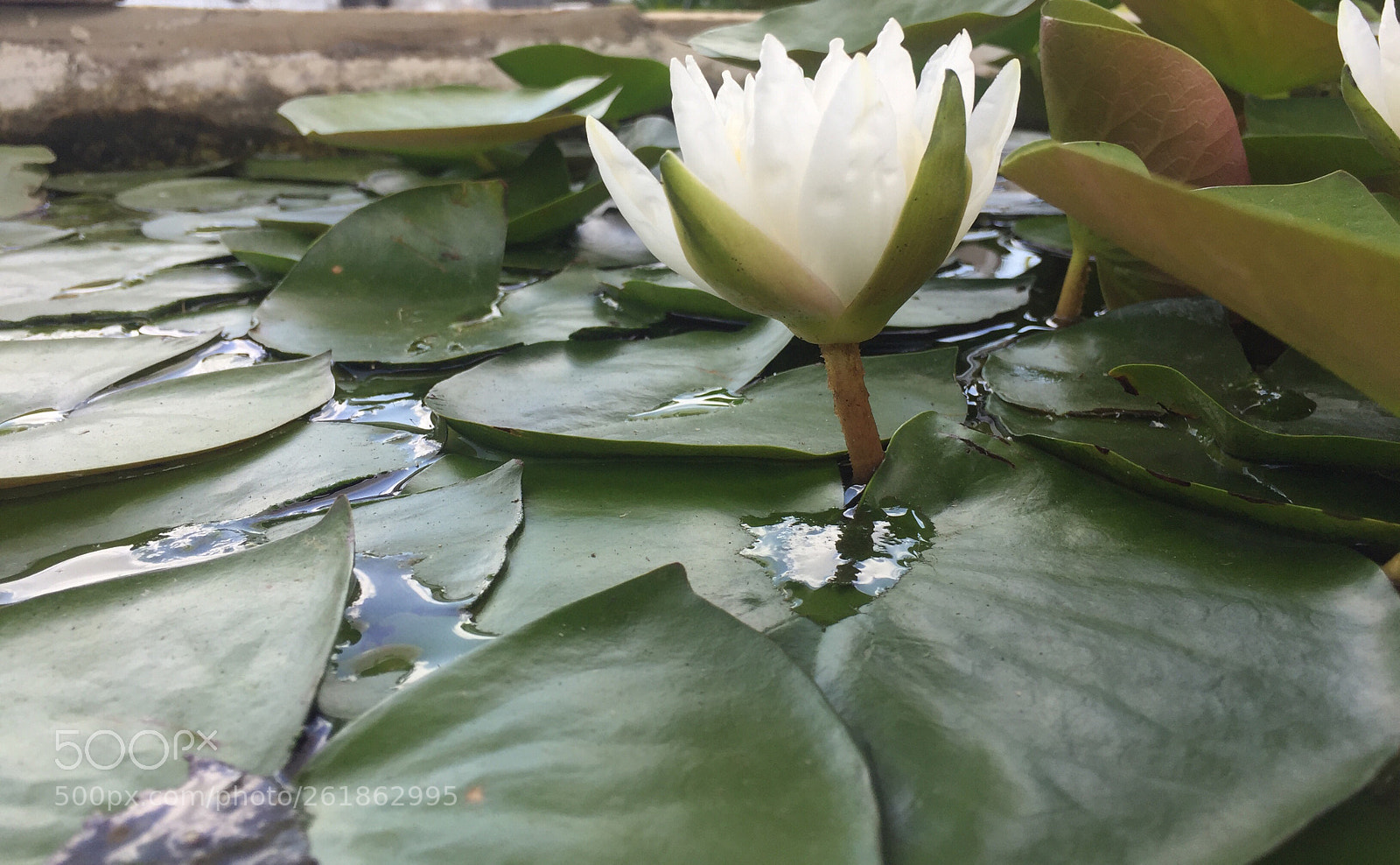 Apple iPhone 6 Plus sample photo. Lilly the pad aka photography