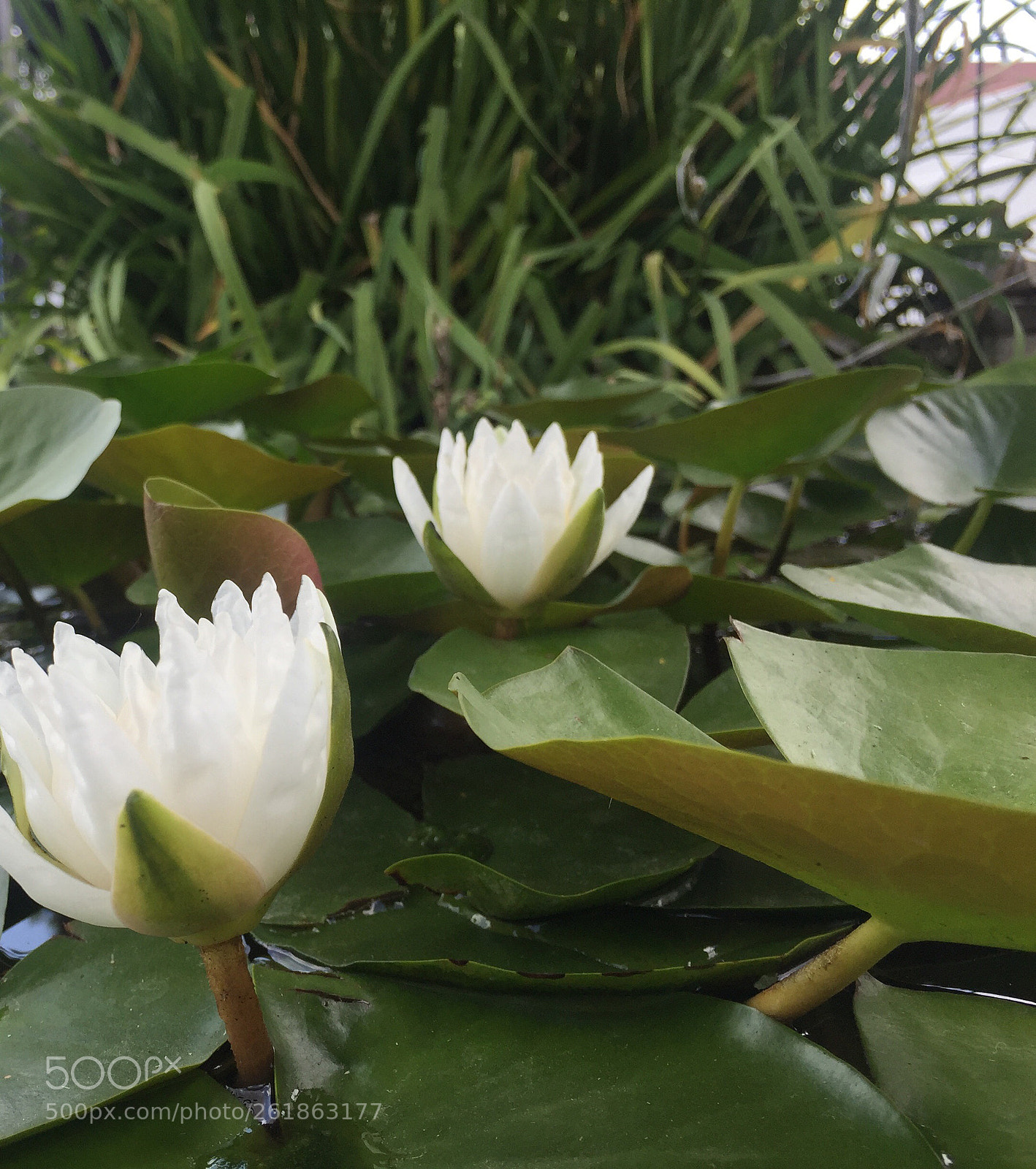 Apple iPhone 6 Plus sample photo. Lilly the pad aka photography