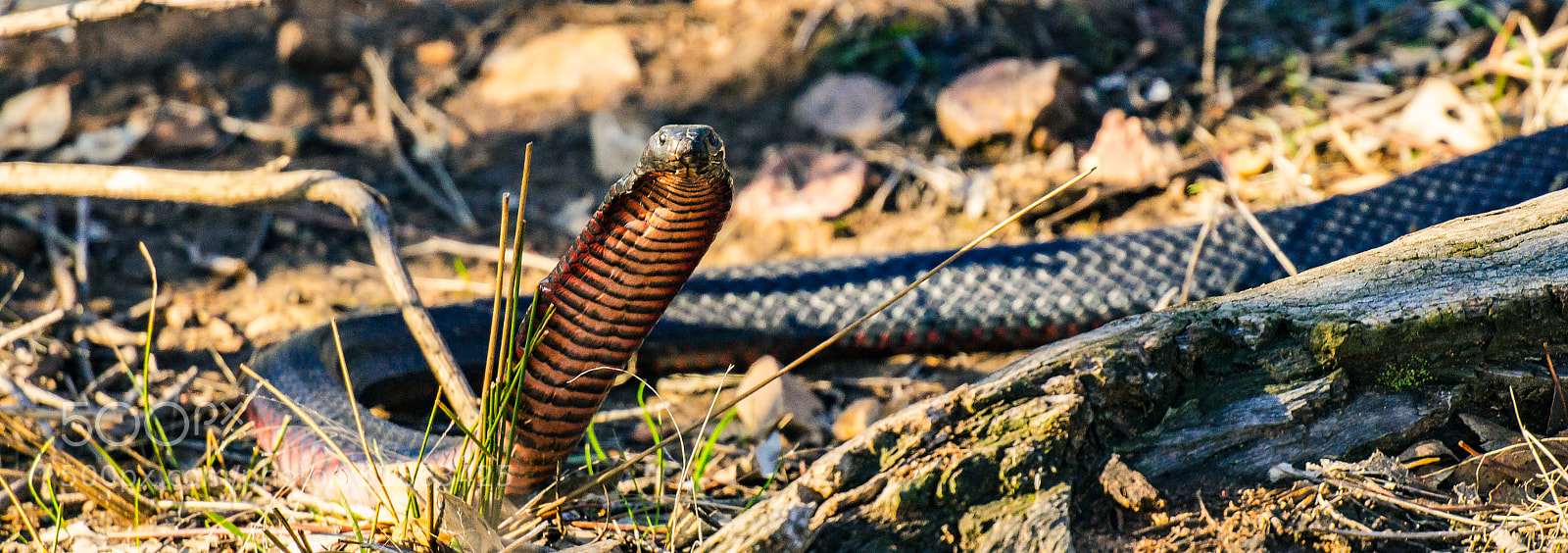 Sony SLT-A37 sample photo. Red-bellied black snake pseudechis photography