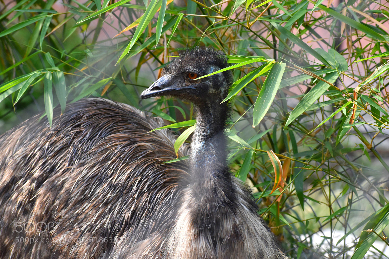 Nikon D5600 sample photo. Emu - zoo born photography