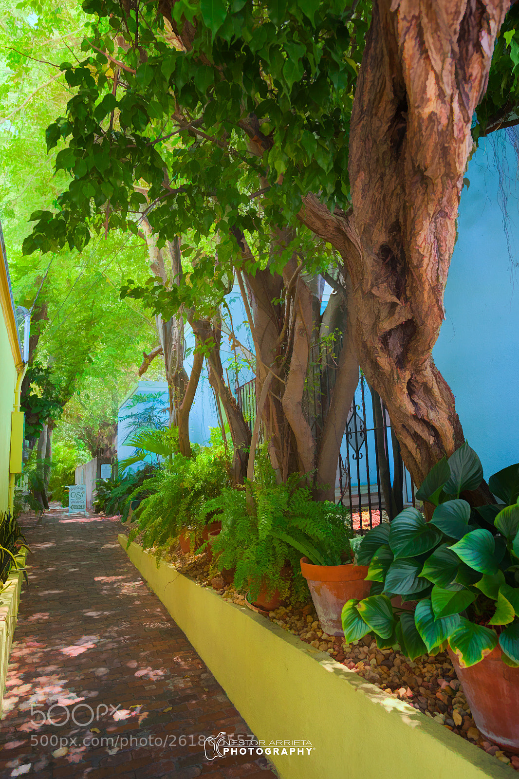Canon EOS 5D Mark II sample photo. Jardin callejero photography