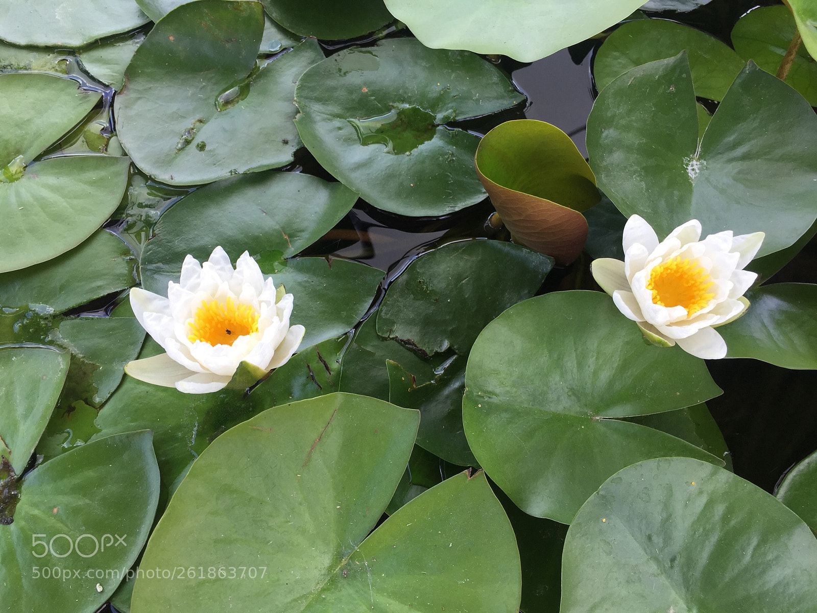 Apple iPhone 6 Plus sample photo. Lilly the pad aka photography
