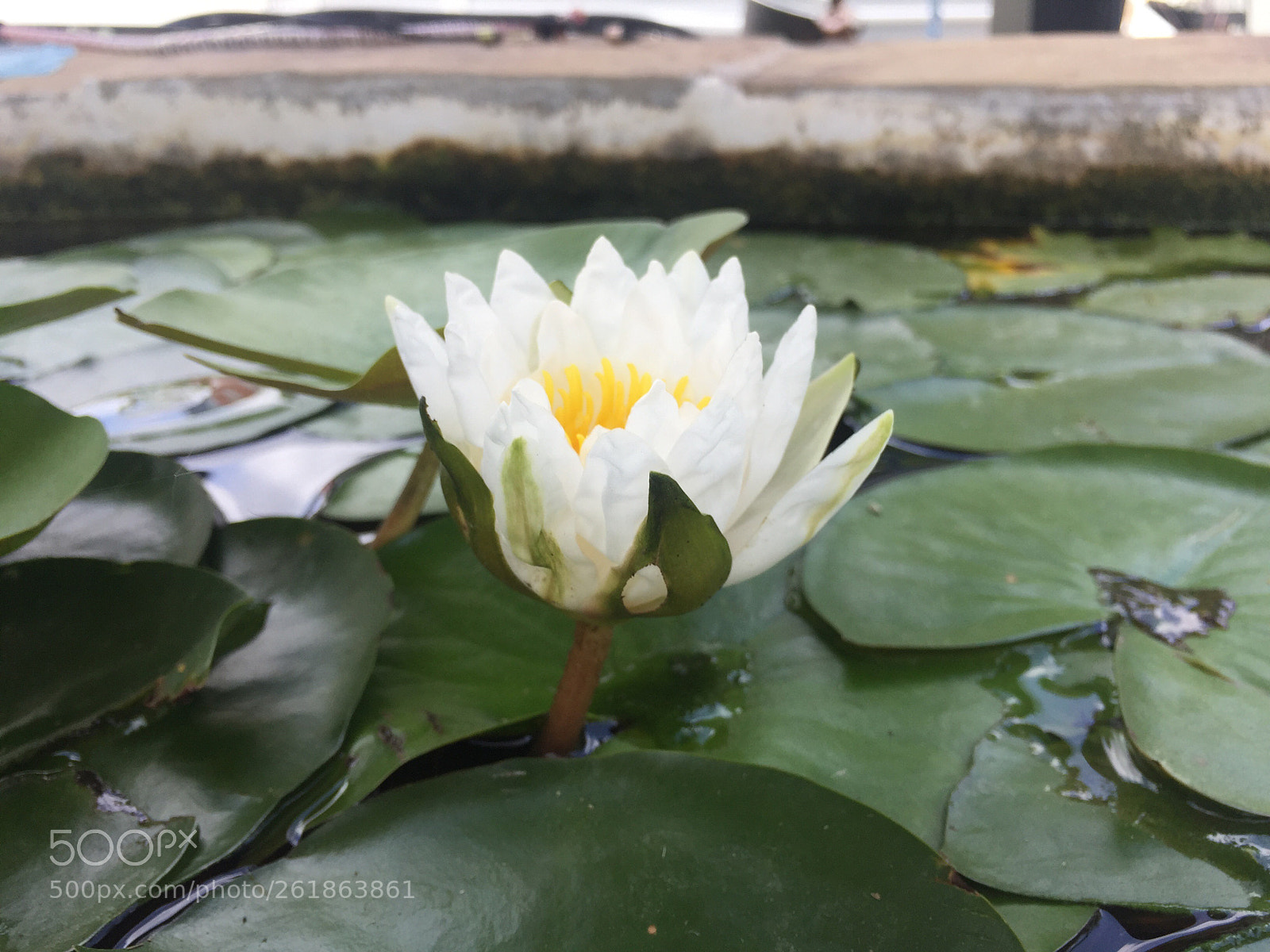 Apple iPhone 6 Plus sample photo. Lilly the pad aka photography