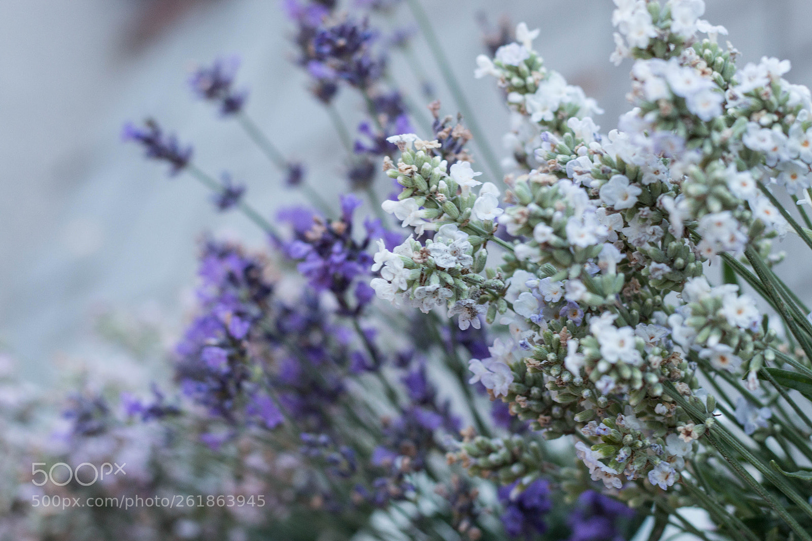 Canon EOS 70D sample photo. Beauty lavandula photography