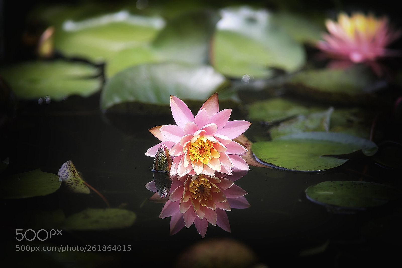 Canon EOS-1D X Mark II sample photo. Sinking down lotus photography