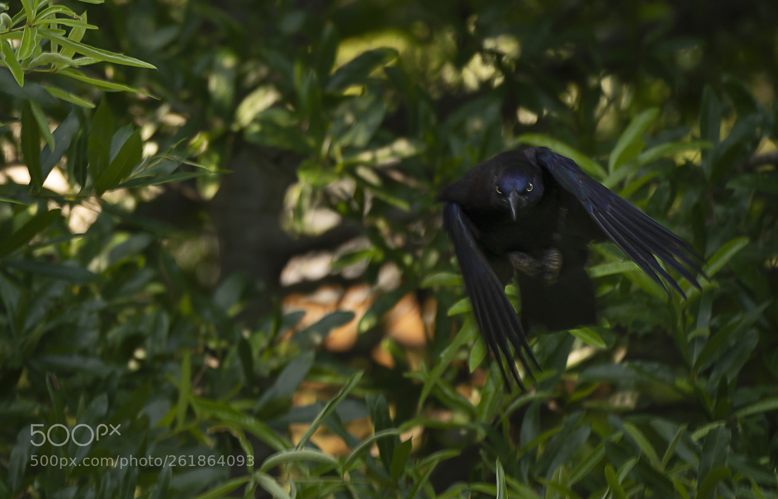 Sony a7R III sample photo. Female common grackle photography