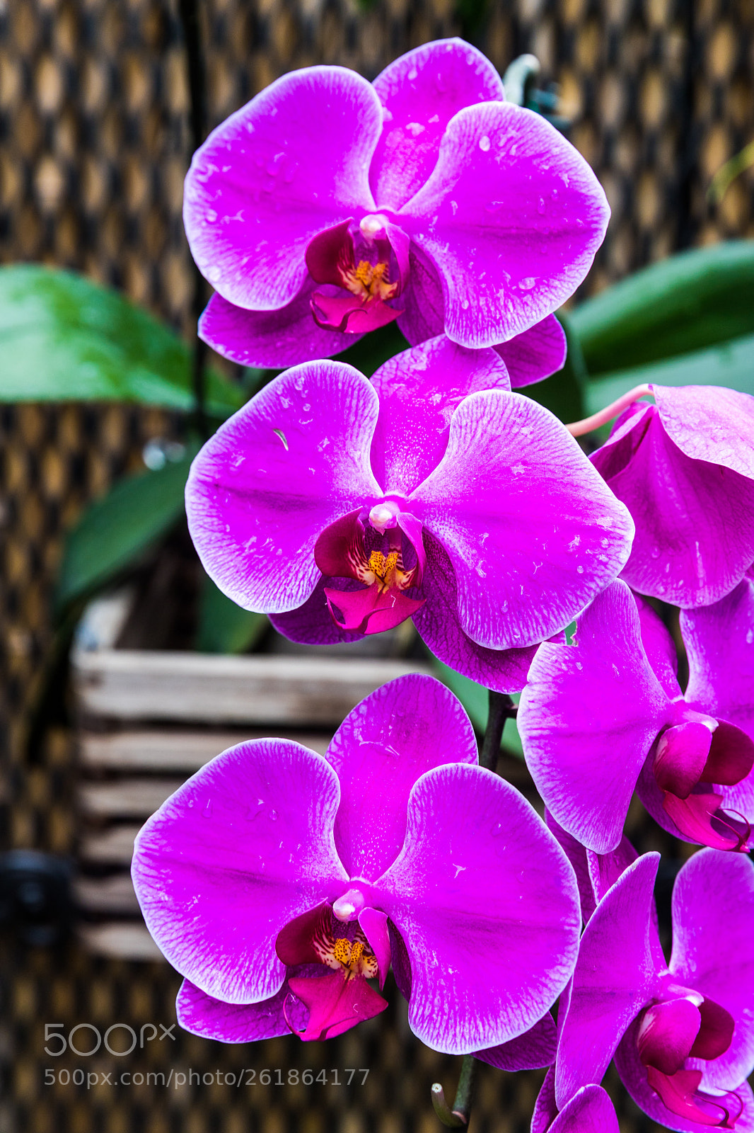 Canon EOS 6D Mark II sample photo. Img photography