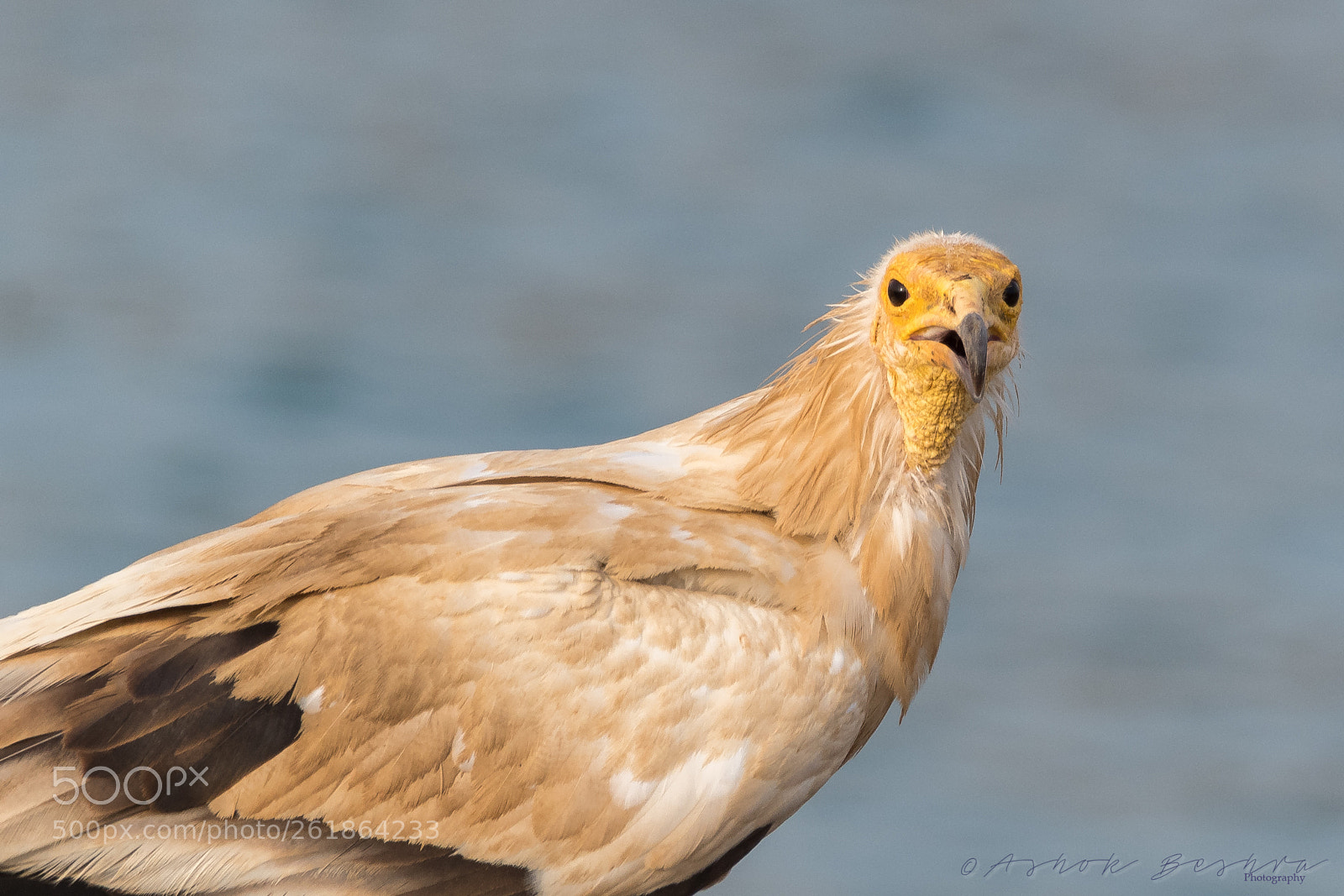 Nikon D500 sample photo. Closeup photography