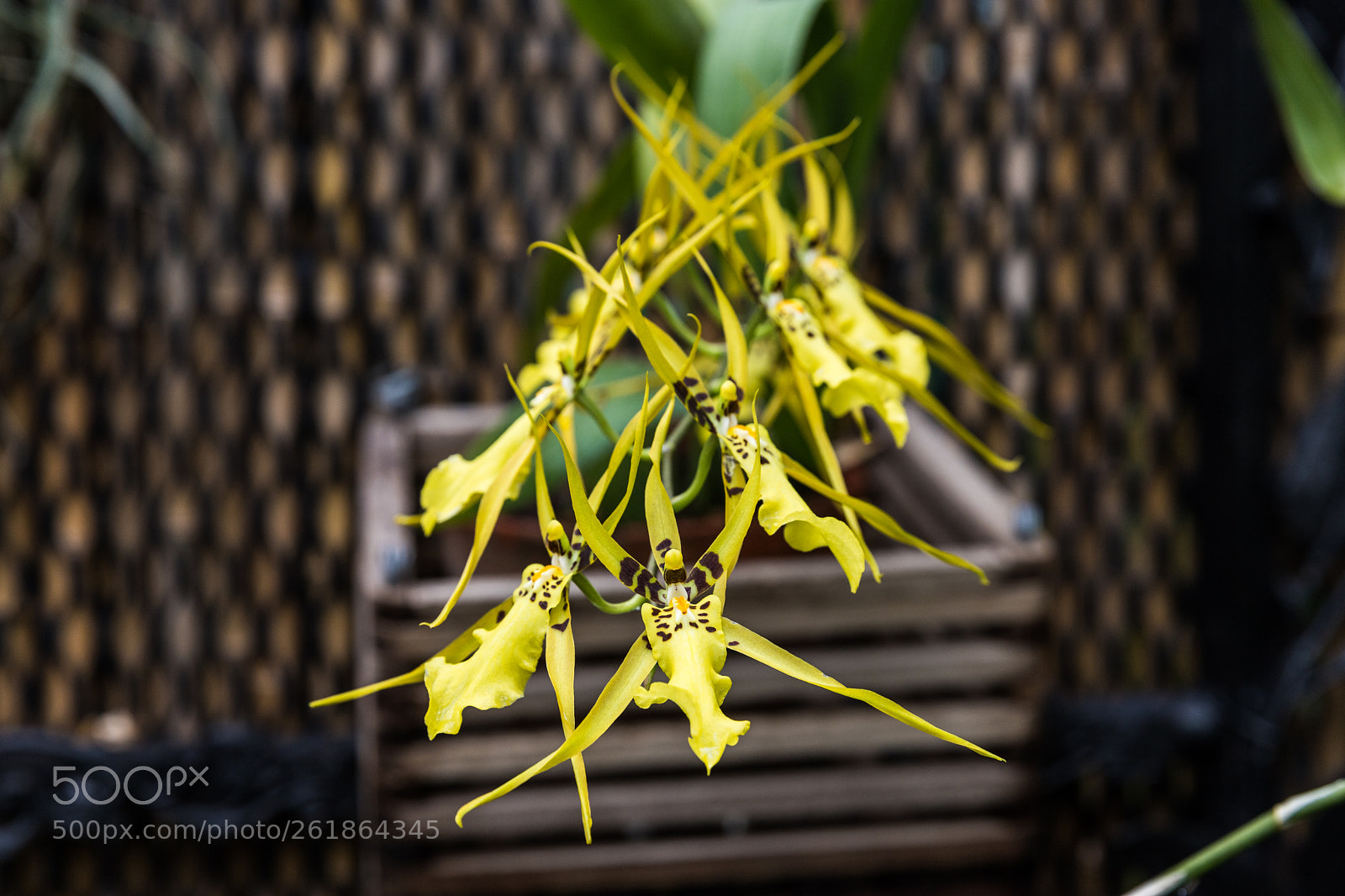 Canon EOS 6D Mark II sample photo. Img photography
