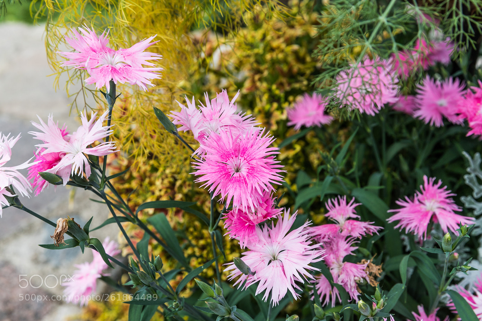 Canon EOS 6D Mark II sample photo. Img photography