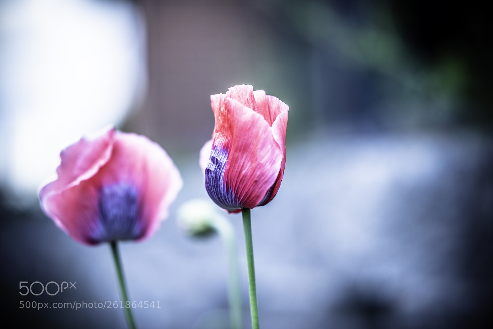 Nikon D810 sample photo. The postcard worthy. photography