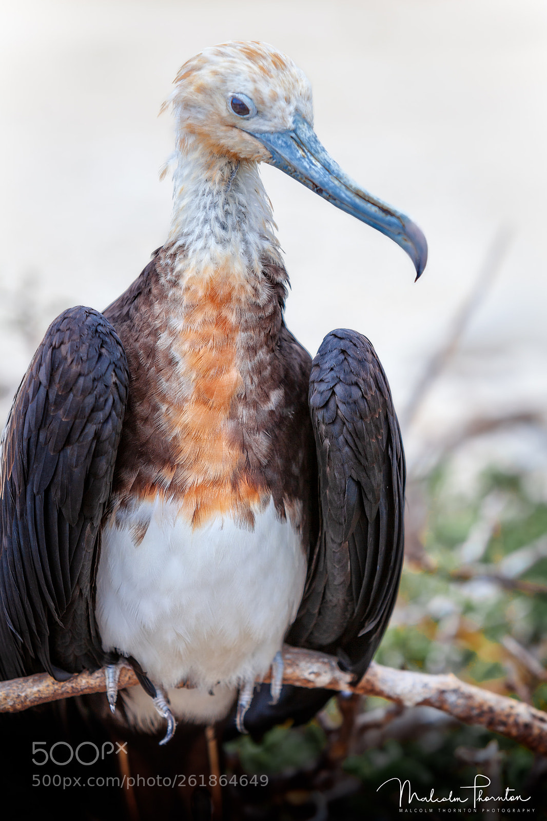 Canon EOS 5D Mark II sample photo. Magnificent frigatebird photography