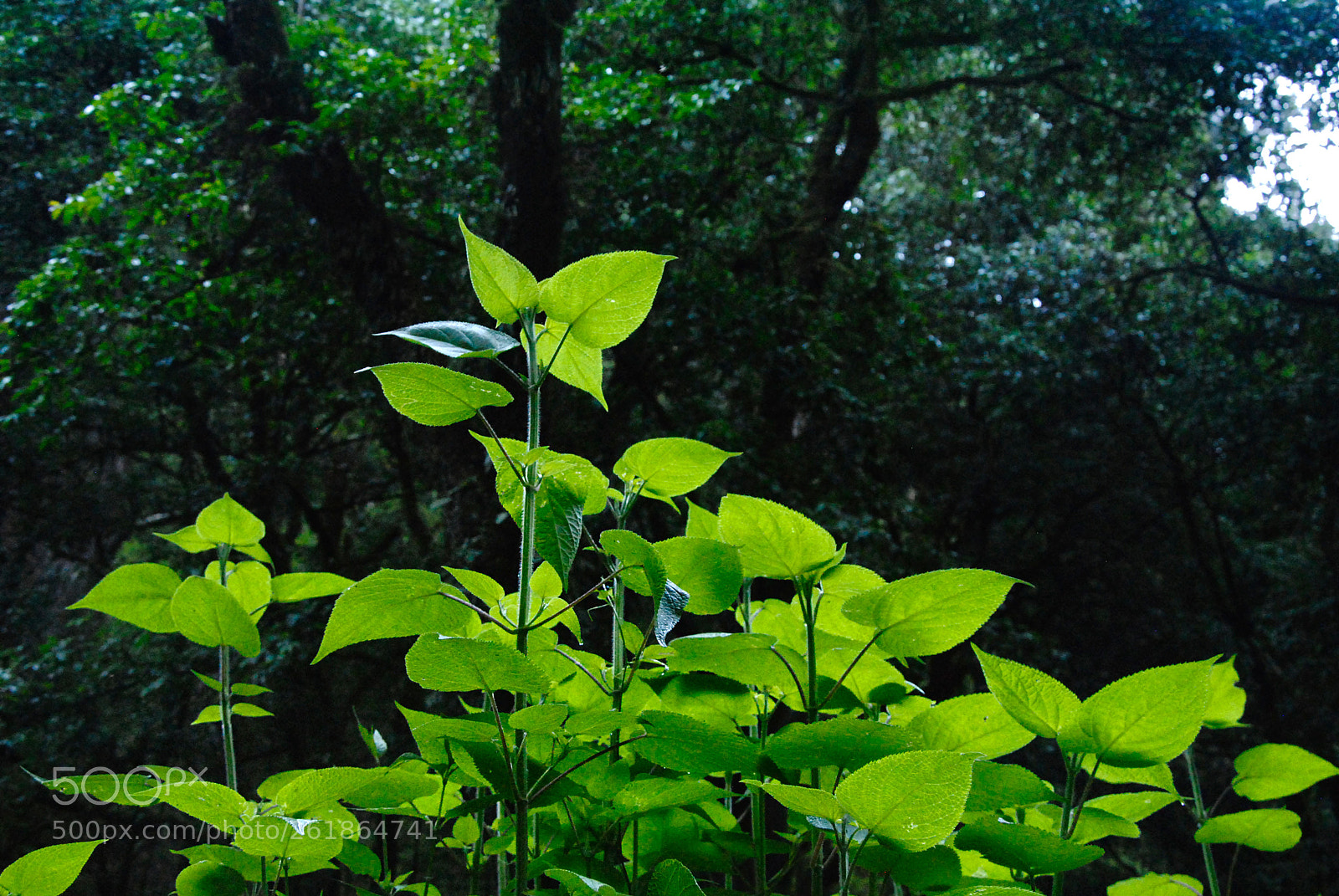 Nikon D3000 sample photo. Nature photography