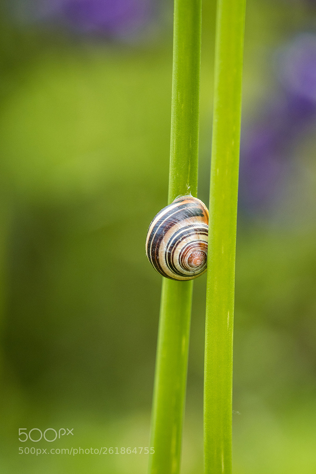 Olympus OM-D E-M5 II sample photo. Snail between two veins photography