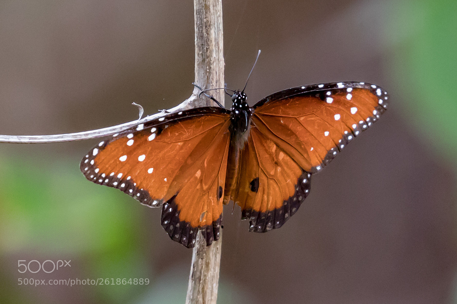 Canon EOS 5D Mark IV sample photo. Butterfly photography