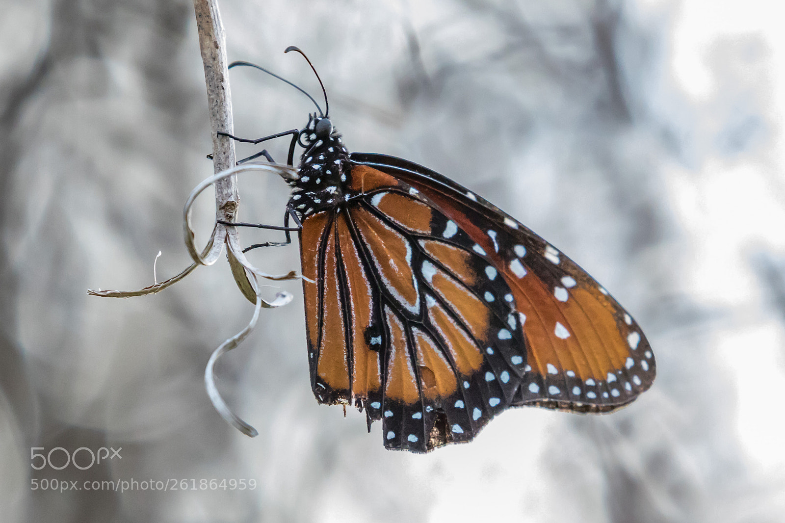 Canon EOS 5D Mark IV sample photo. Butterfly photography