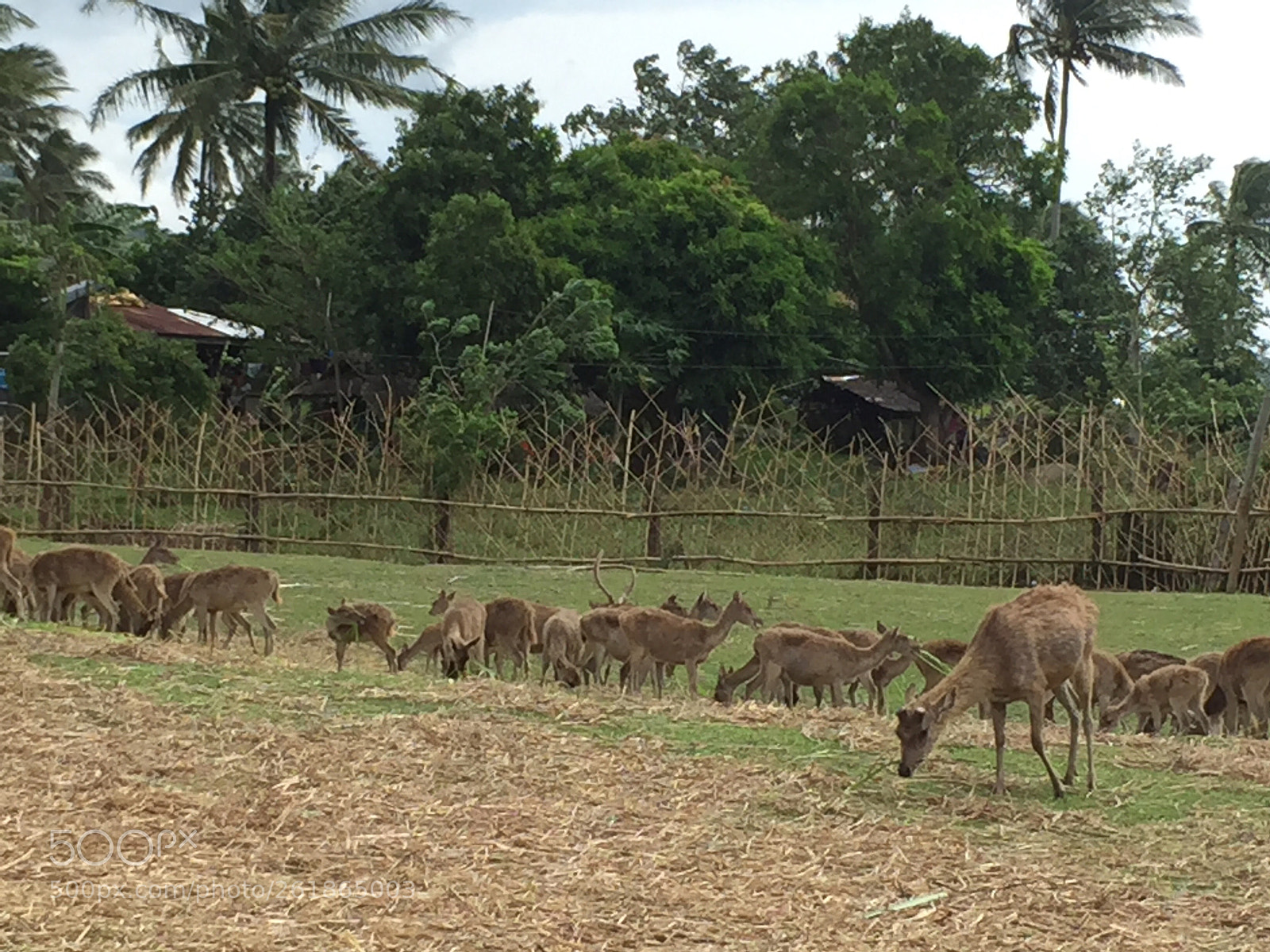 Apple iPhone 6 sample photo. Deer farm photography