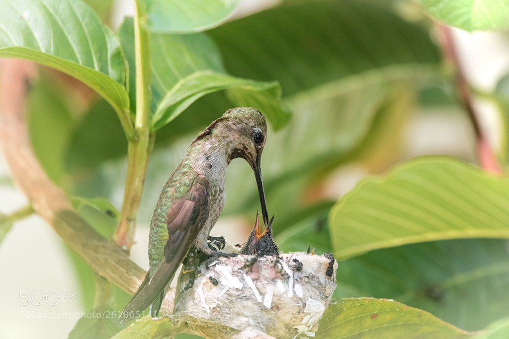 Canon EOS 7D Mark II sample photo. Hummingbird photography