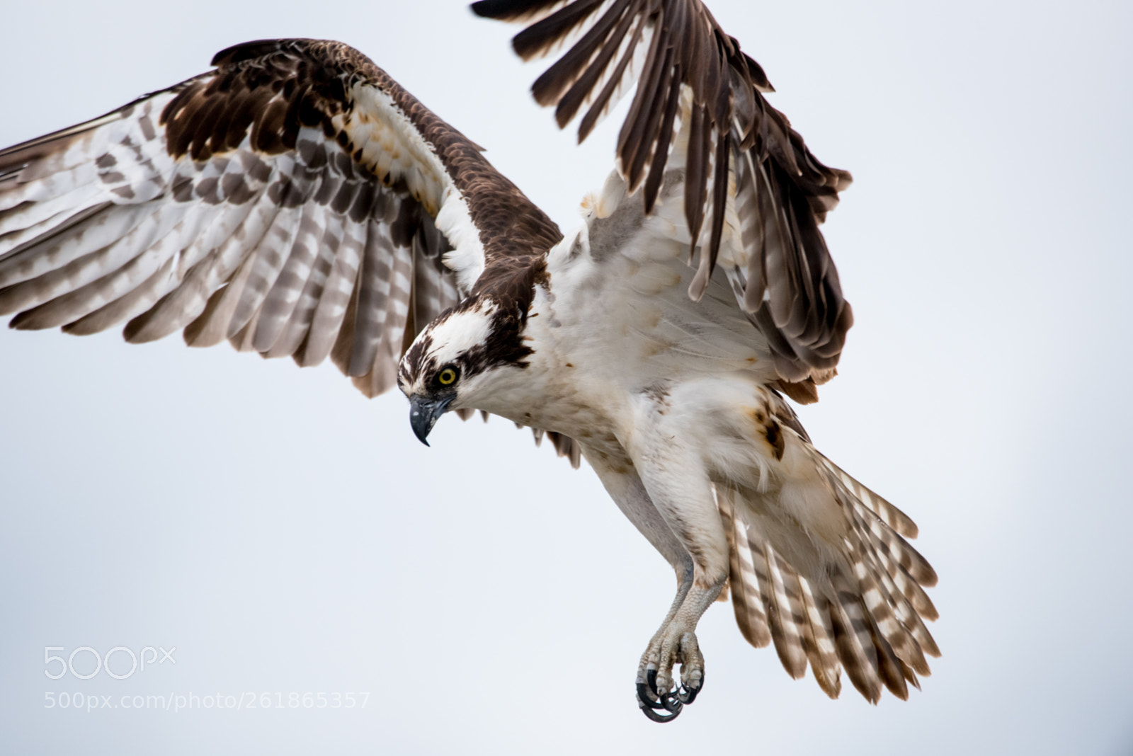 Nikon D750 sample photo. Touch down photography
