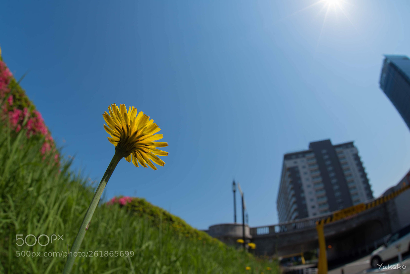 Nikon D750 sample photo. Looking up photography