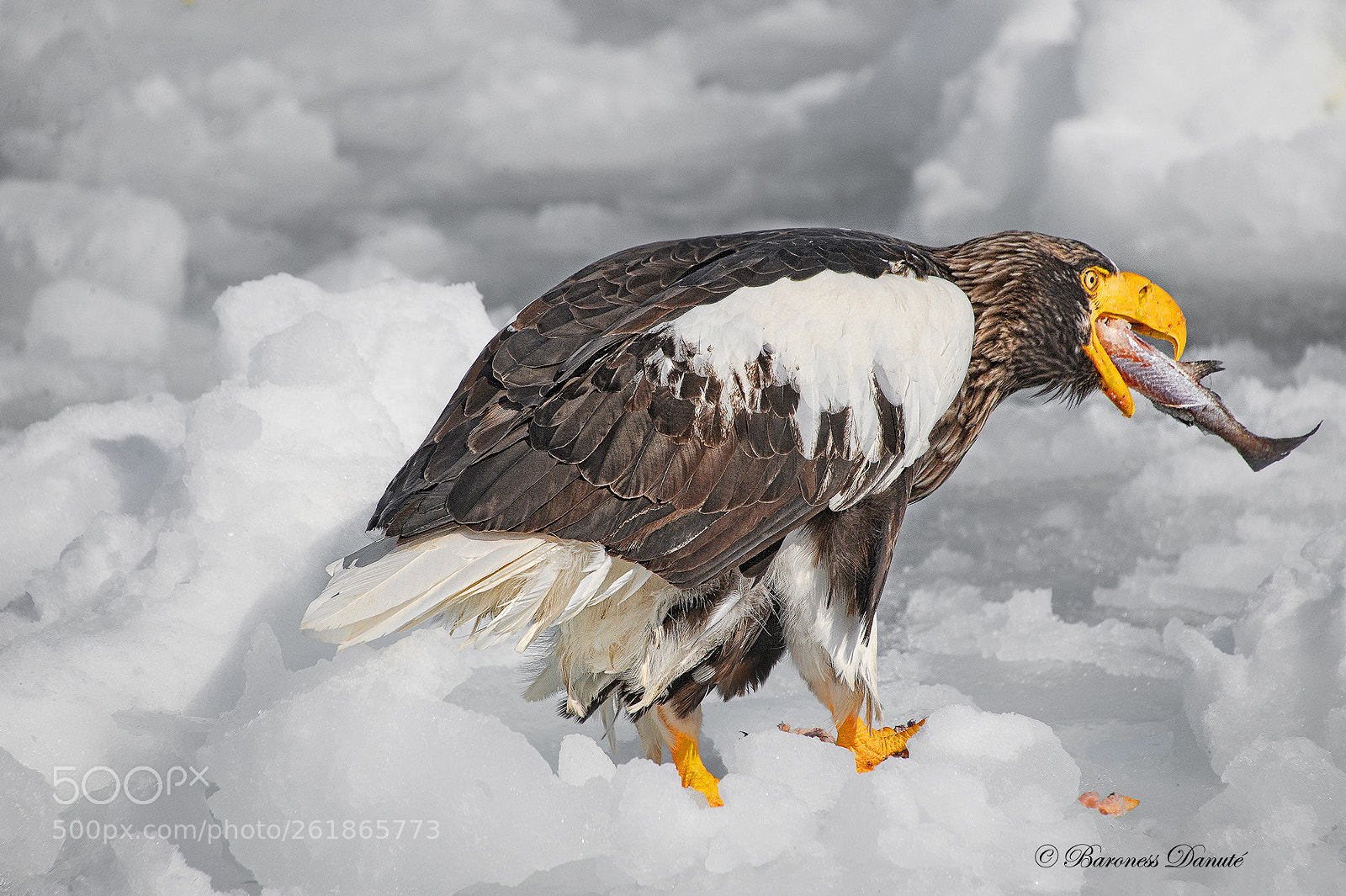 Nikon D3 sample photo. Fish & eagel photography