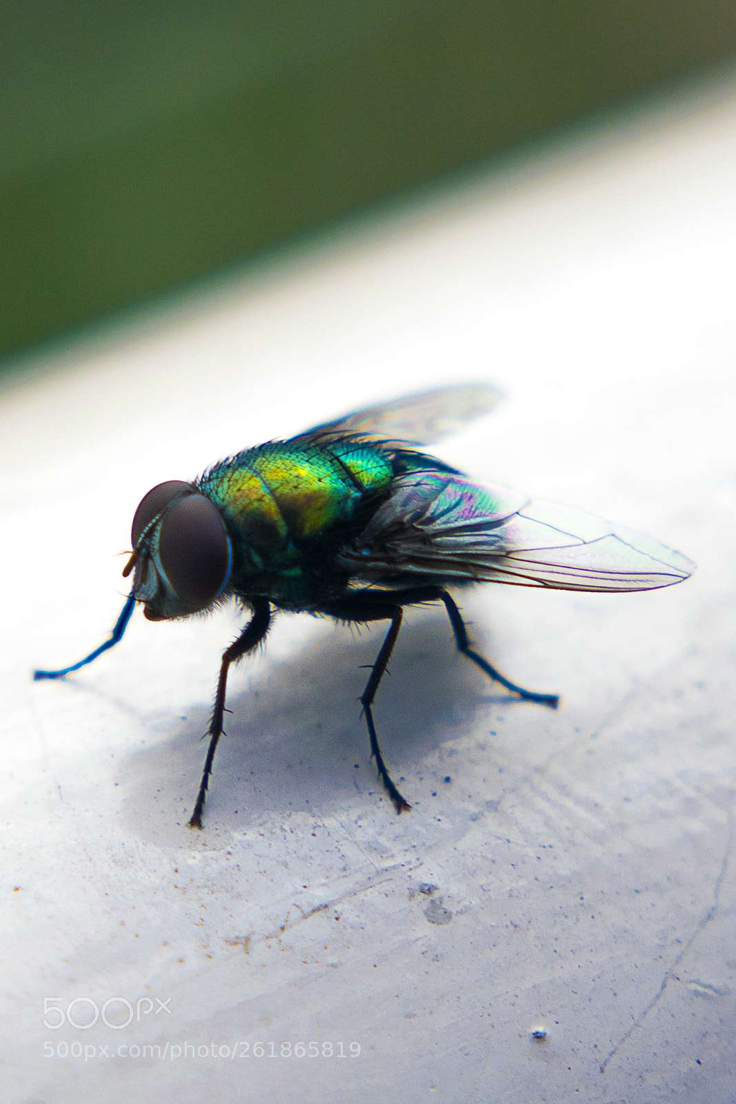 Nikon D3300 sample photo. Macro of a housefly photography