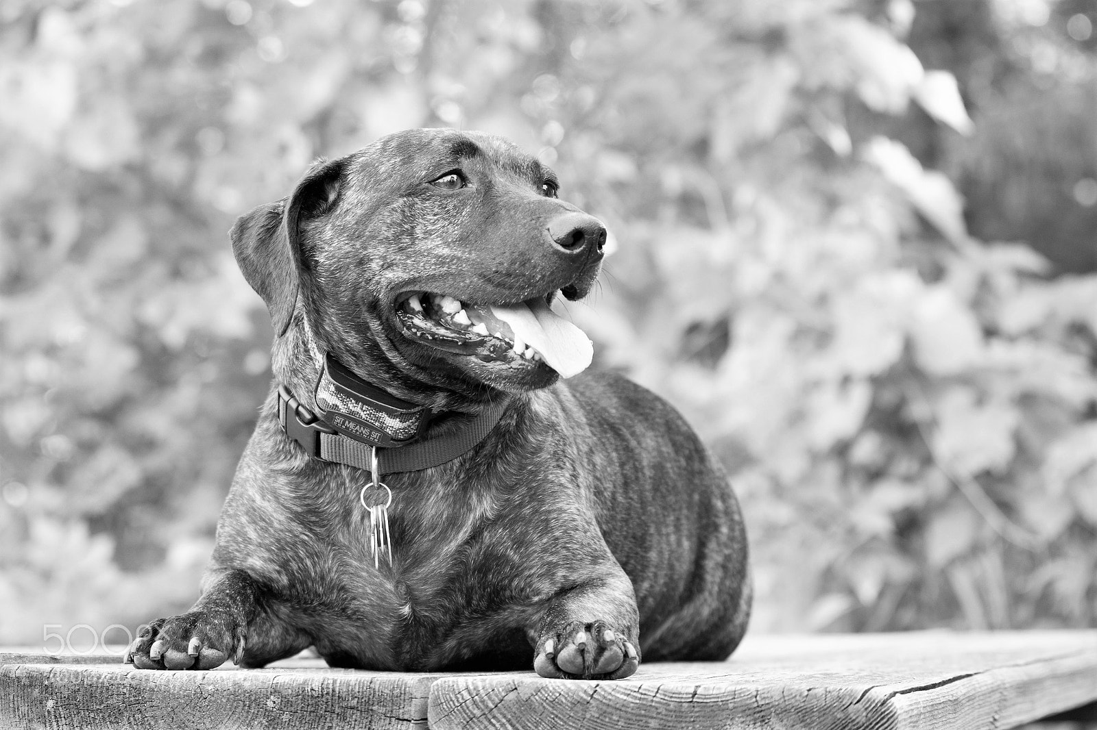 Nikon D7100 sample photo. Tired on the table photography