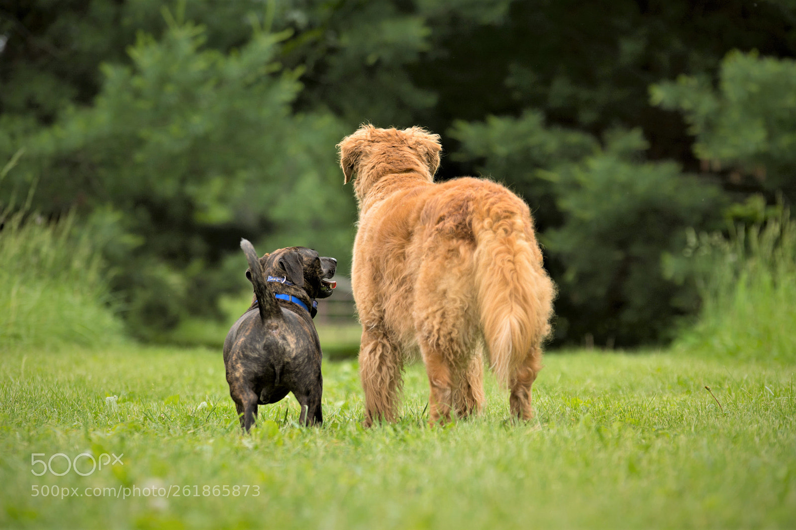 Nikon D7100 sample photo. Adorable buddies photography