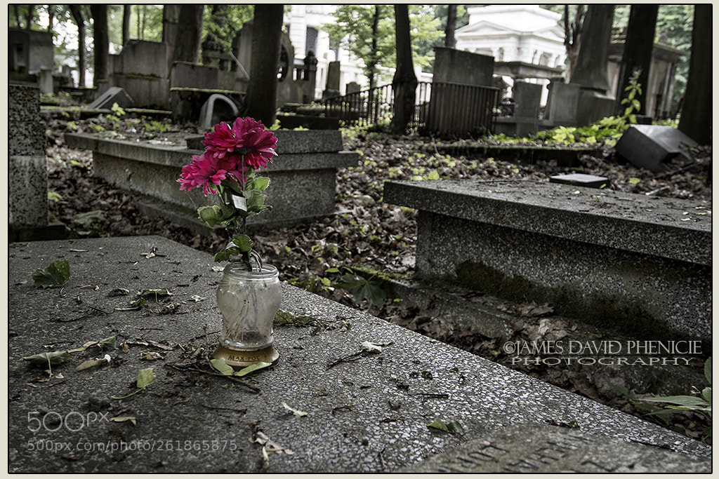 Nikon D500 sample photo. New jewish cemetery series #4 photography