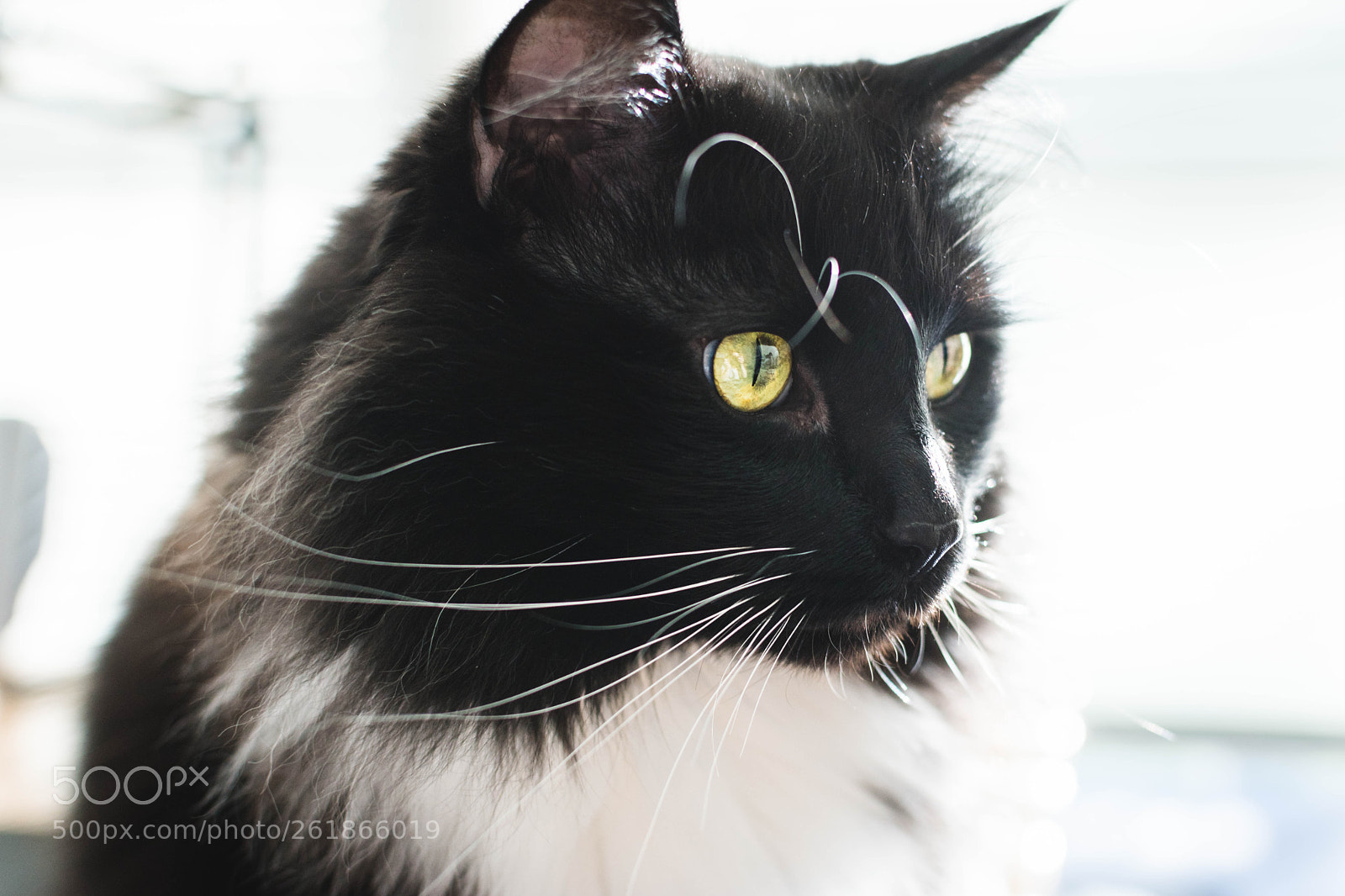 Nikon D5500 sample photo. Draco photography