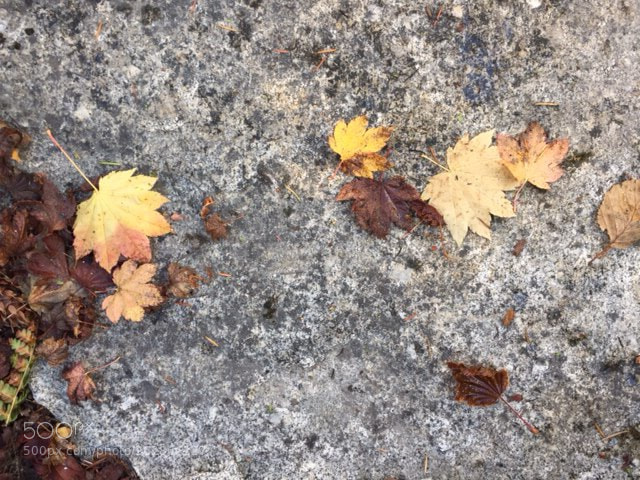 Apple iPhone 6 sample photo. Untitled photography