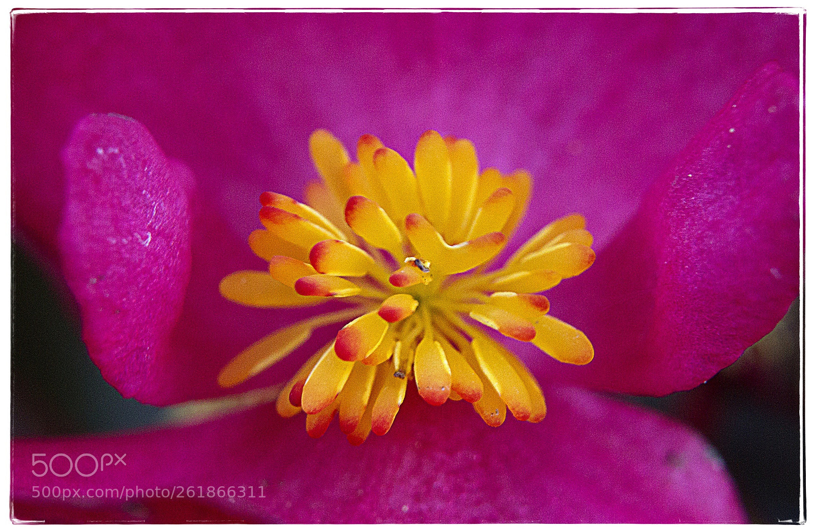 Canon EOS 7D sample photo. Pink tipped begonia stamen. photography