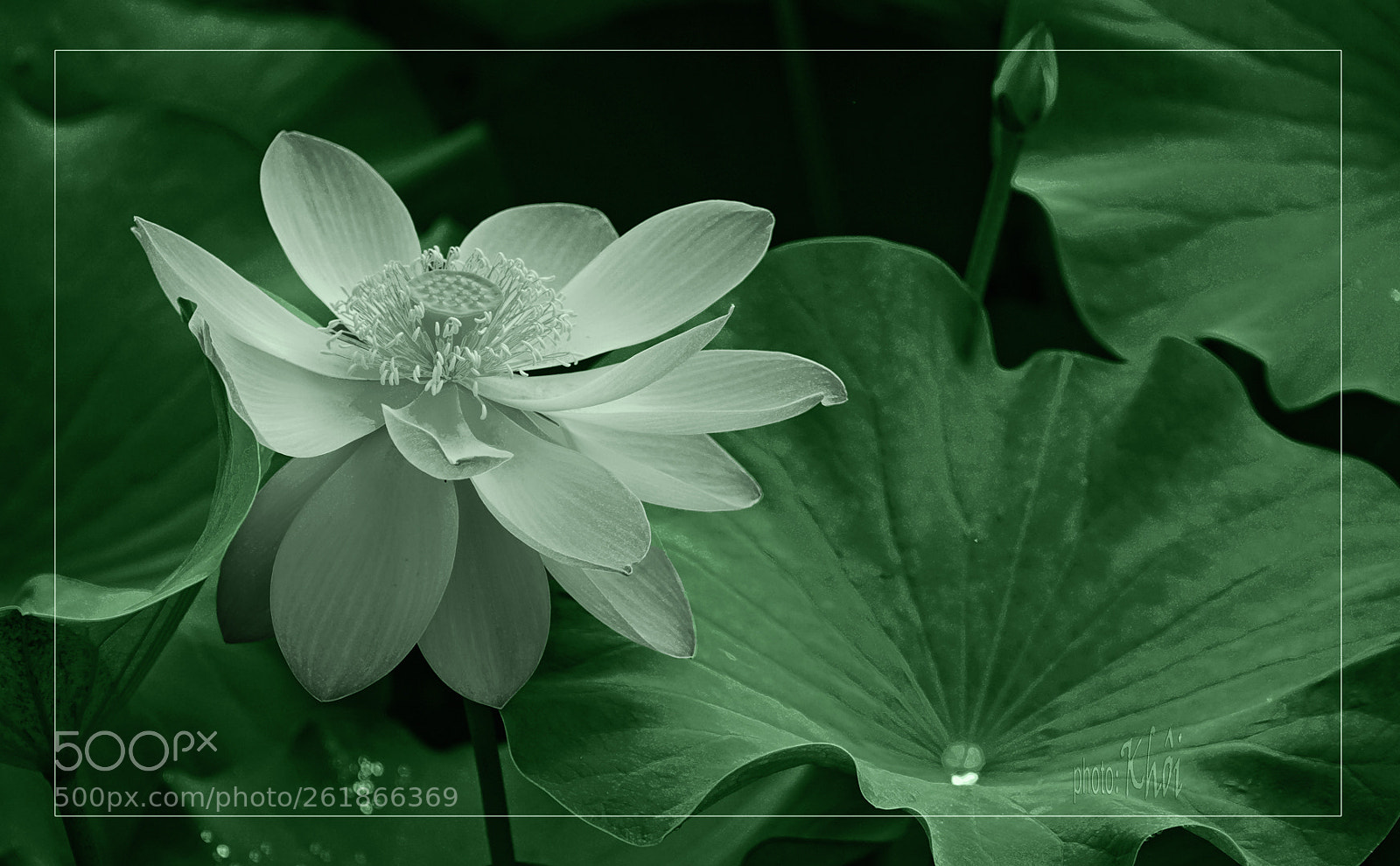 Sony a6000 sample photo. Lotus photography