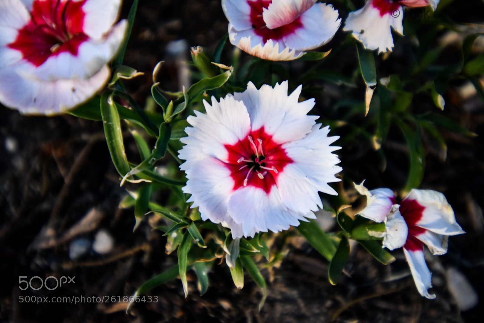 Nikon D3400 sample photo. Red vs white photography