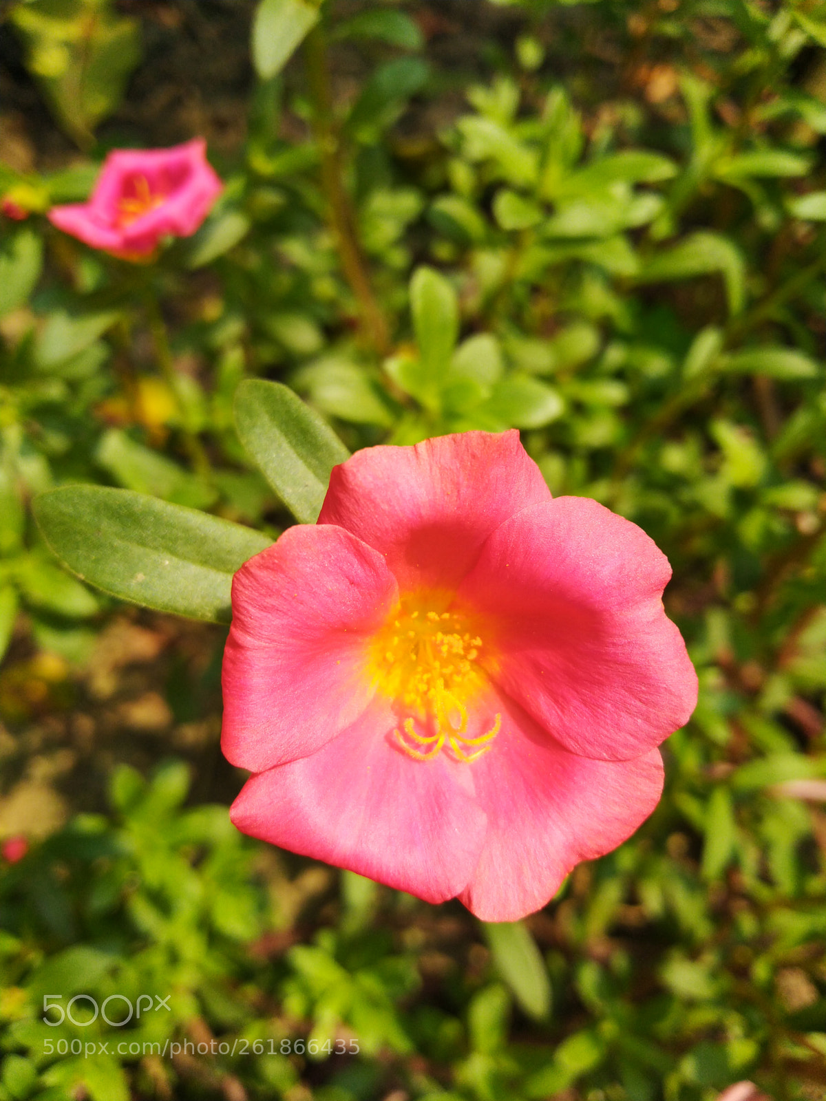 ASUS ZenFone Max Pro M1 (ZB602KL) (WW) / Max Pro M1 (ZB601KL) (IN) sample photo. Untitled photography