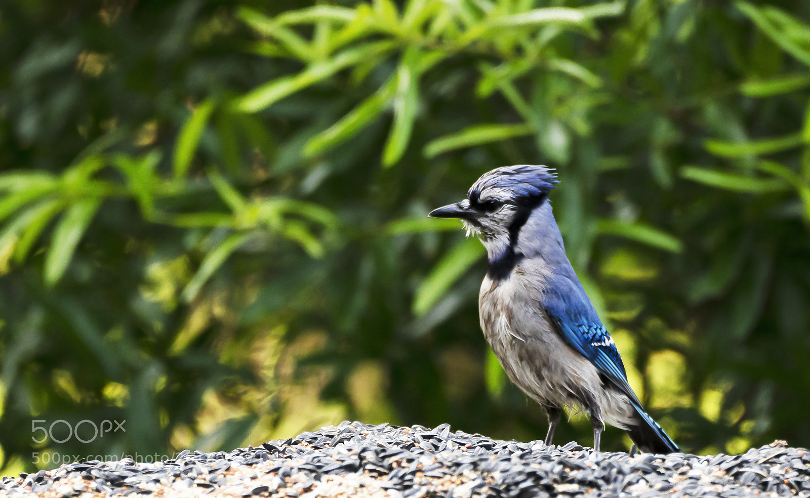 Sony a7R III sample photo. Blue jay photography