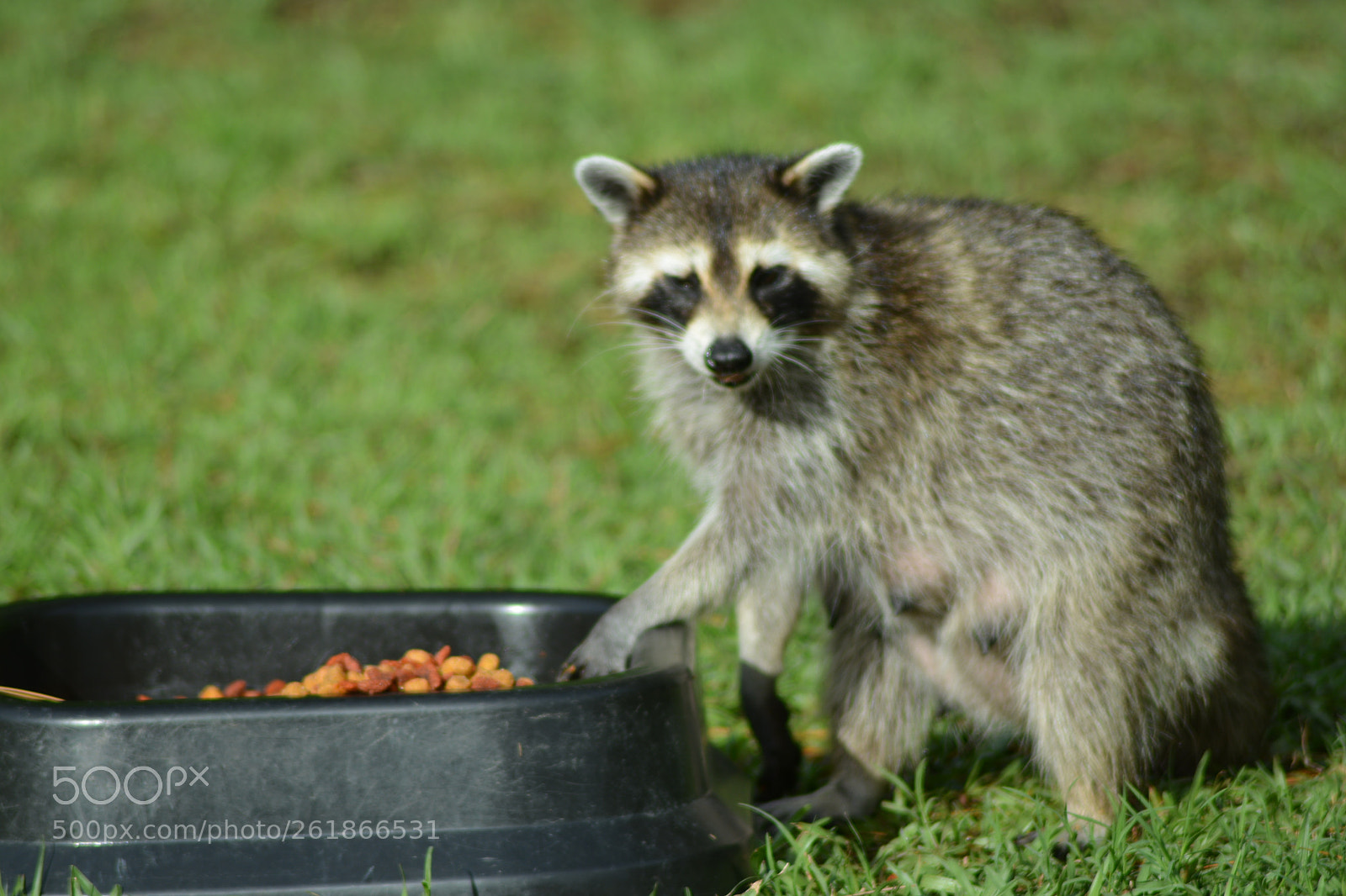 Nikon D5200 sample photo. Hungry lucy the raccoon photography