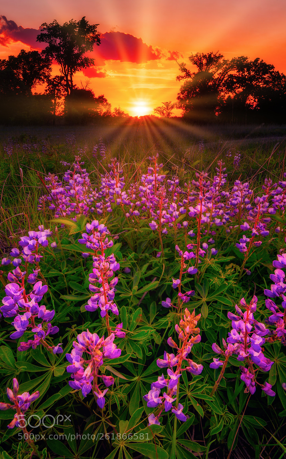 Nikon D7100 sample photo. Lupines at sunset photography