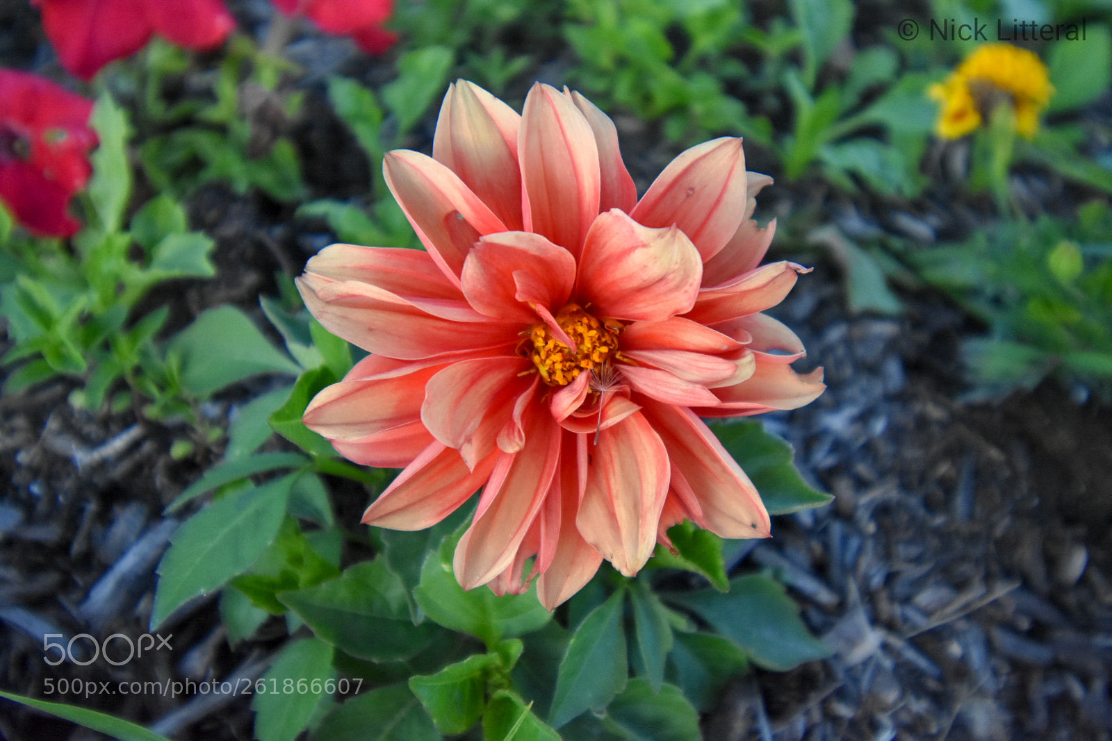 Nikon D3400 sample photo. Lions mane photography