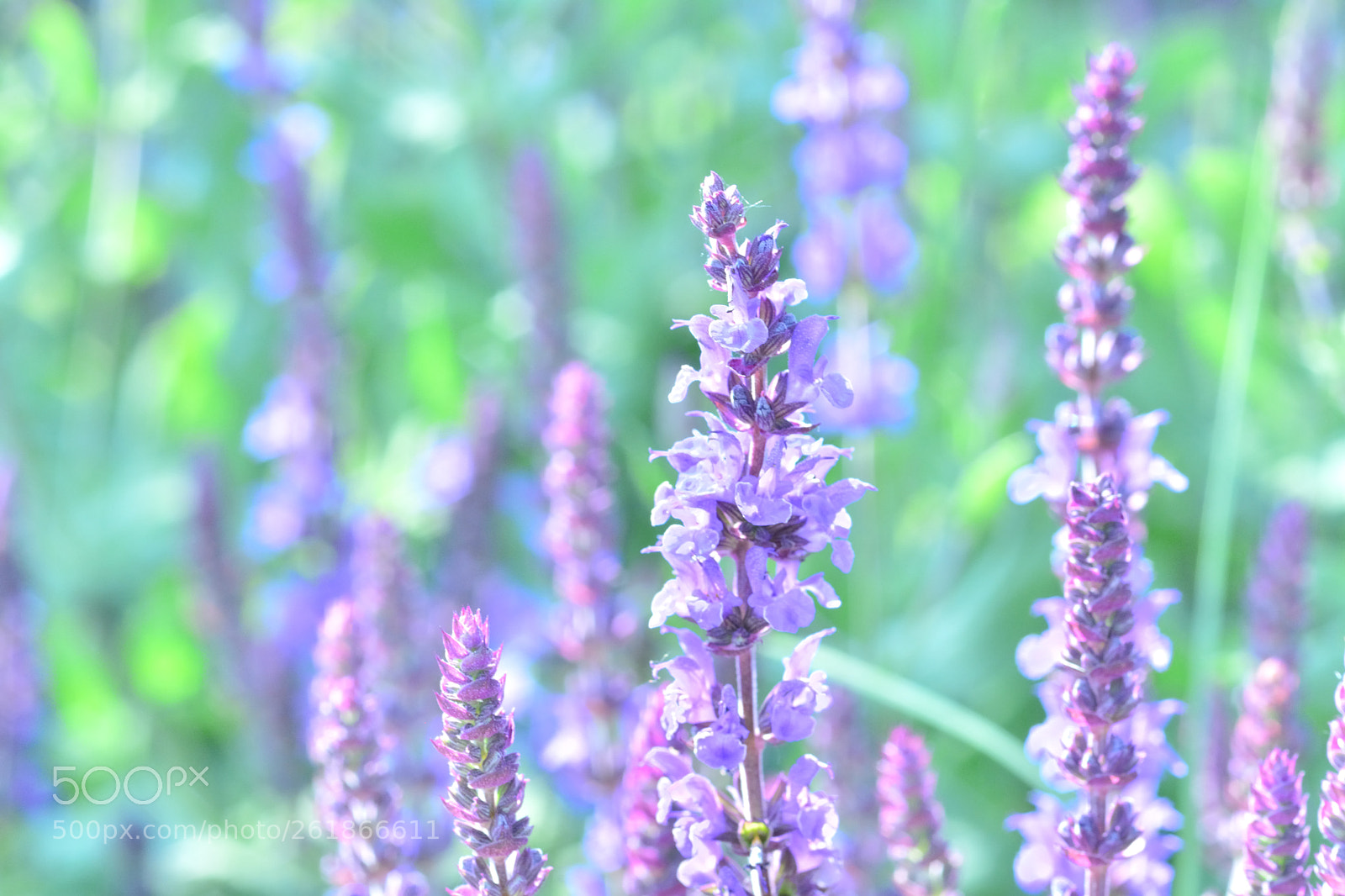 Sigma Macro 90mm F2.8 sample photo. Untitled photography
