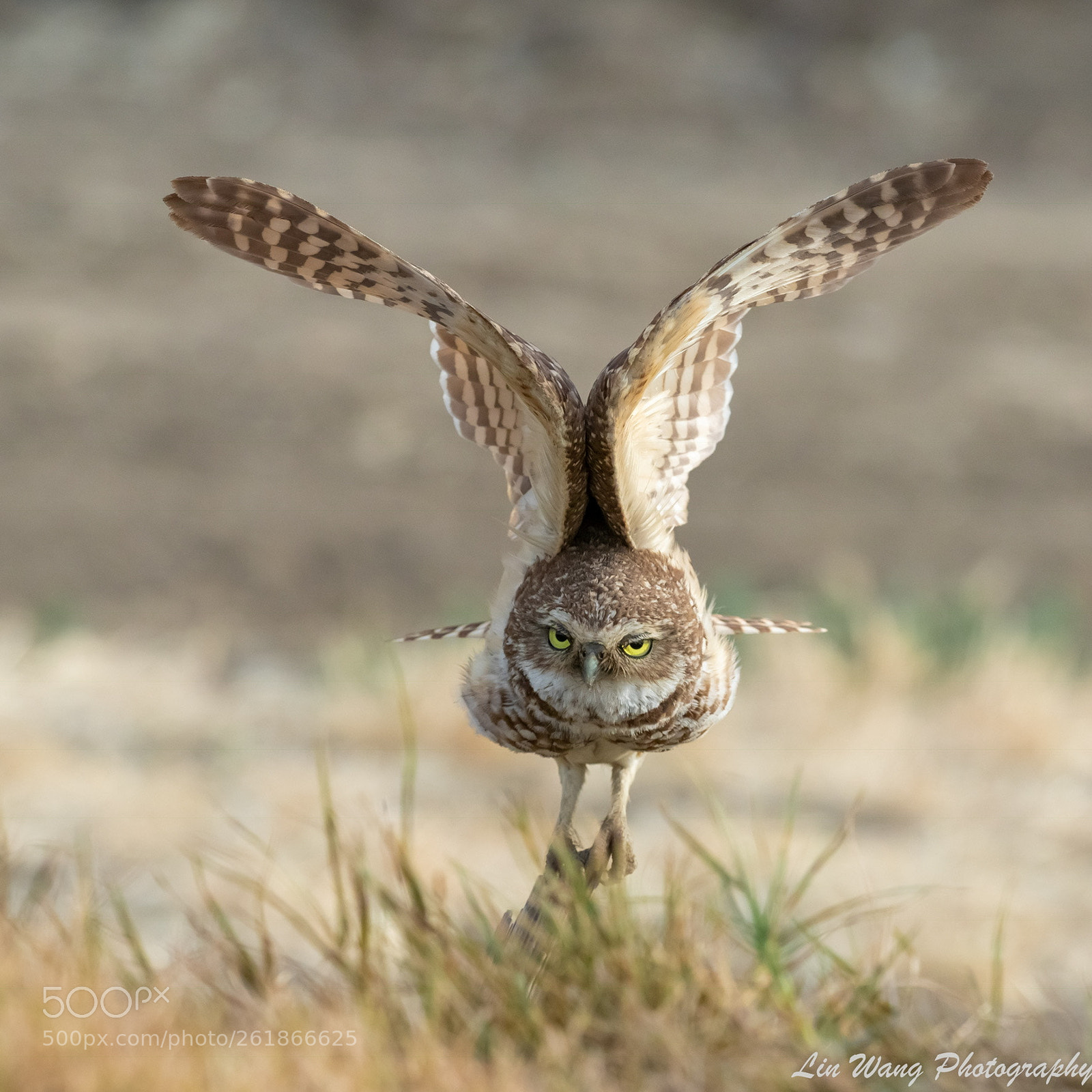Canon EOS 7D Mark II sample photo. Burrowing owl photography