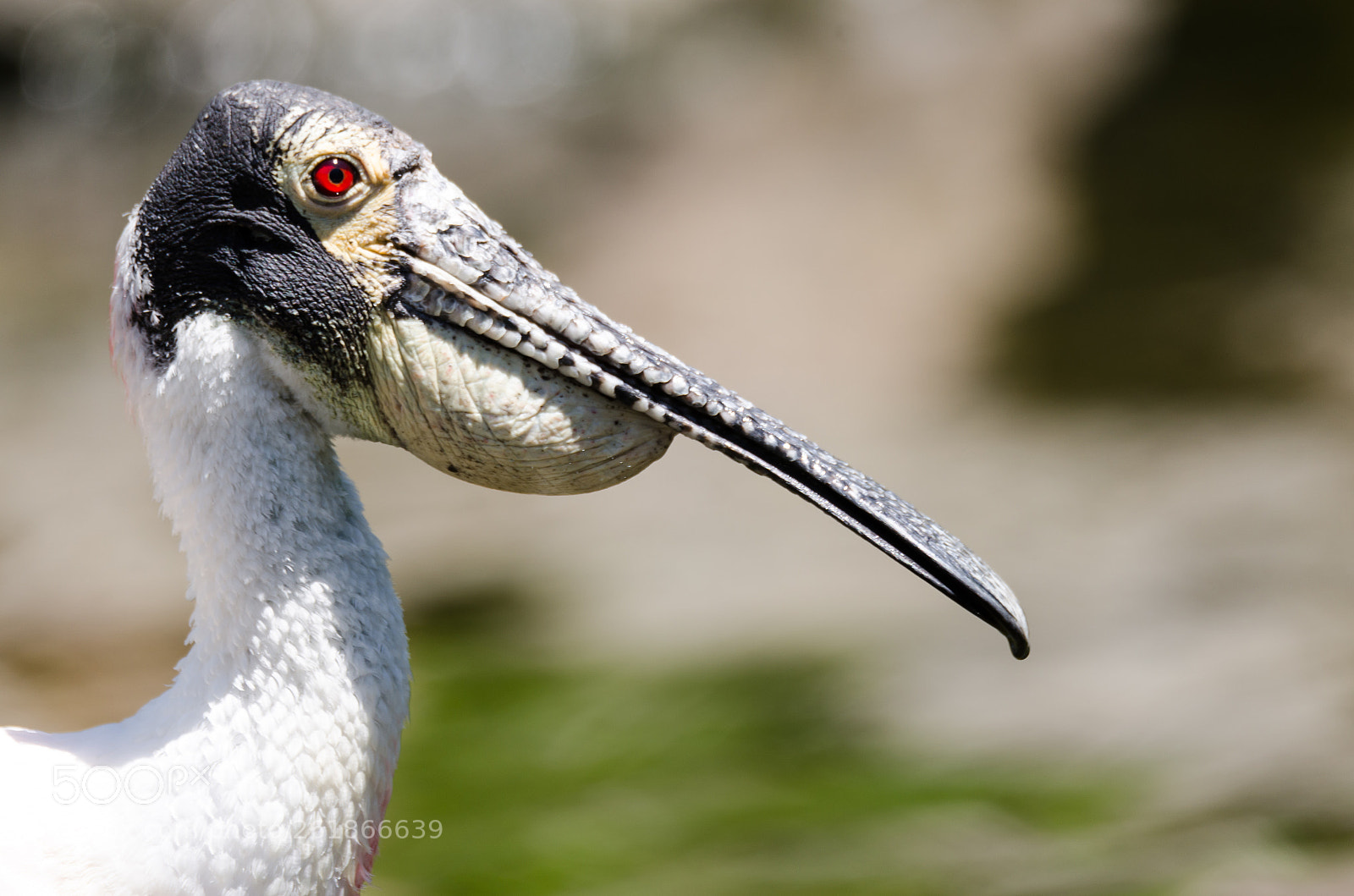 Nikon D7000 sample photo. Roseate spoonbill photography