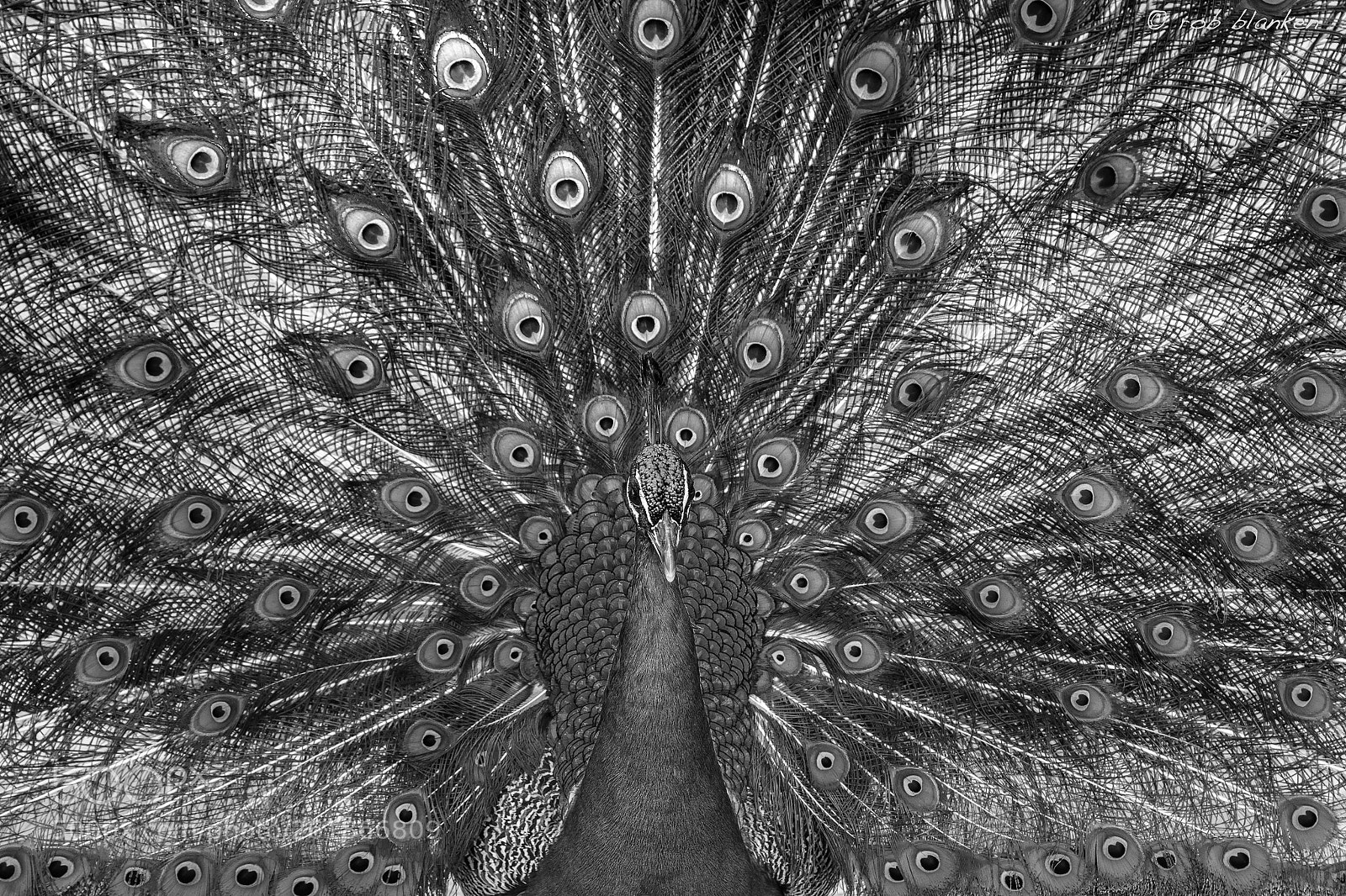 Nikon D850 sample photo. Peacock (2) photography