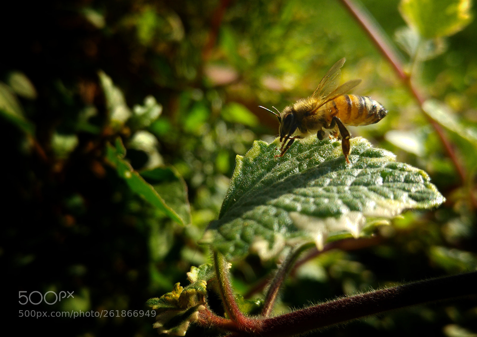 LG G4 sample photo. Bee photography