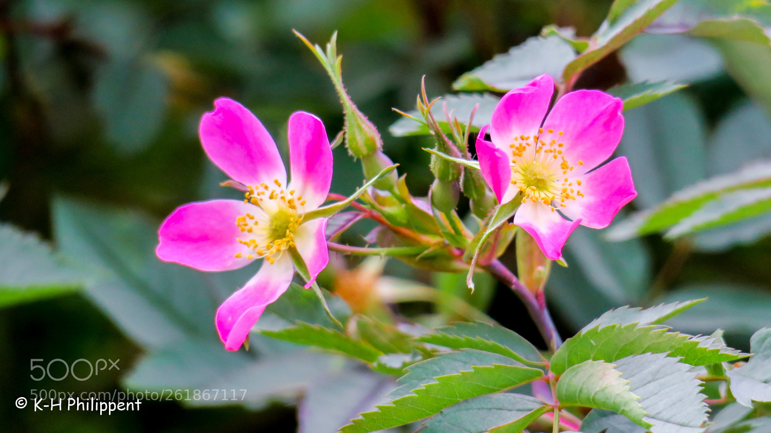 Canon PowerShot G3 X sample photo. Vellmar germany , ahnepark photography