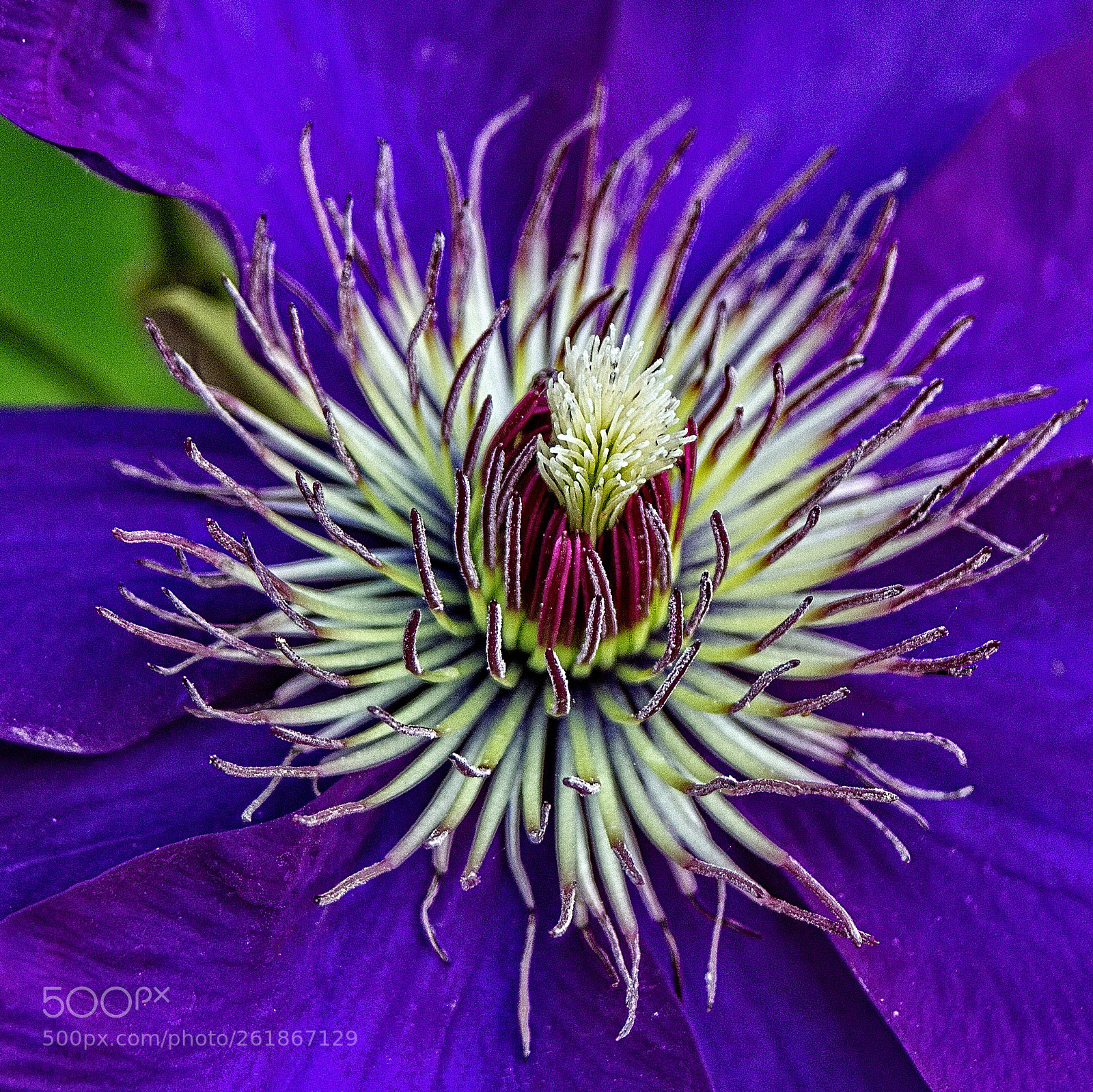 Canon EOS 550D (EOS Rebel T2i / EOS Kiss X4) sample photo. Jackmanii clematis photography